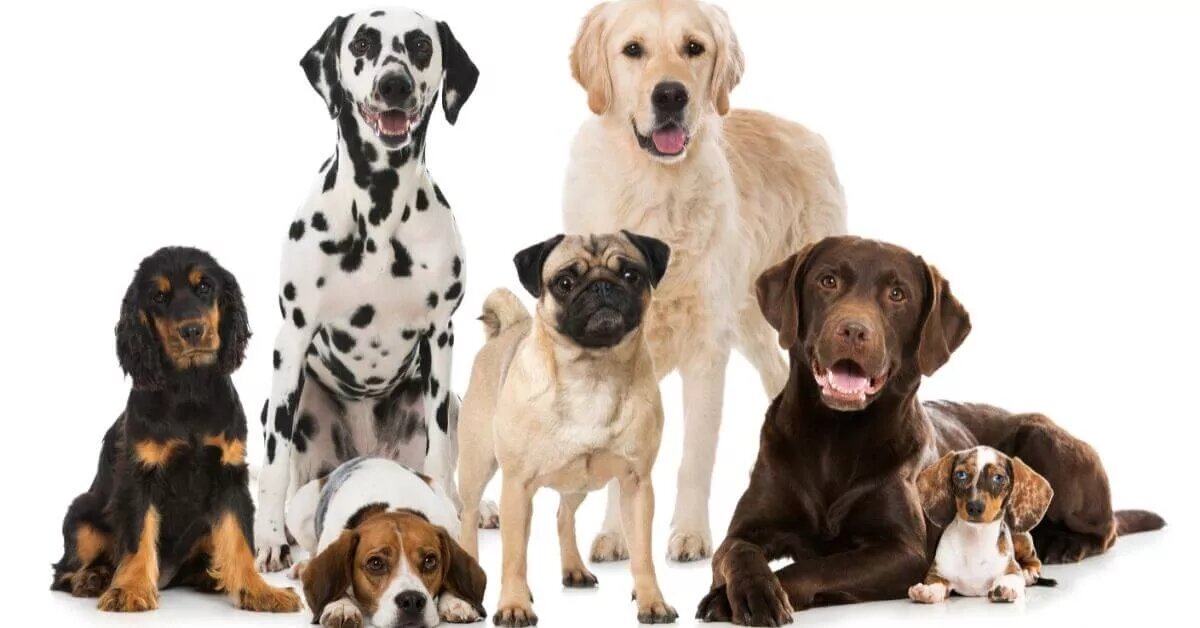 Quelle race de chien choisir pour sa famille ?