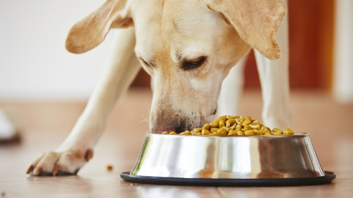 Quelle est l’alimentation la plus équilibrée pour un chien ?